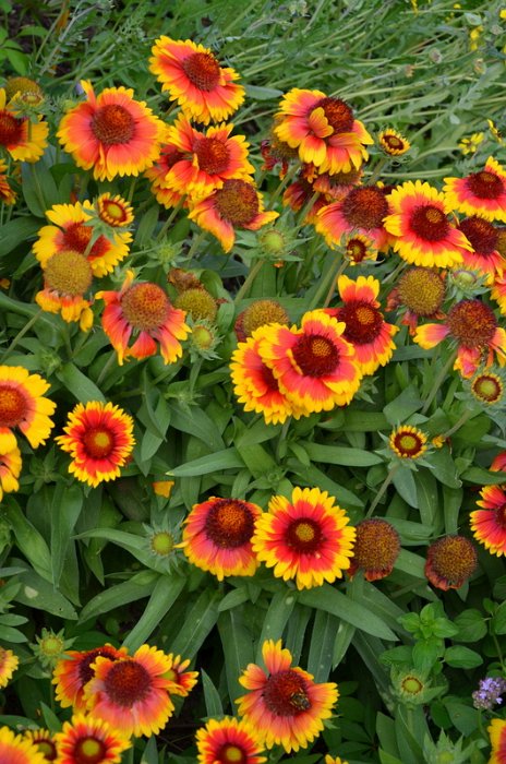 Gaillardia aristata 'Mesa jaune bicolore'